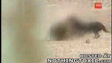 صج_كلاب