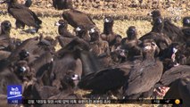 울산 찾아온 몽골 독수리‥배고픈 겨울나기