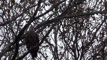 Bald eagles put on annual show at Conowingo Dam