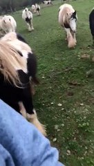Herd of Horses Chases Man for Carrots