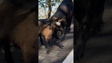 Baby Goat Talks to Big Brother