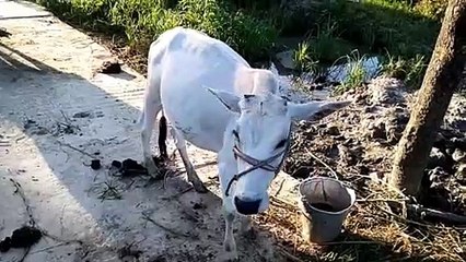 White cow ~ cute cow