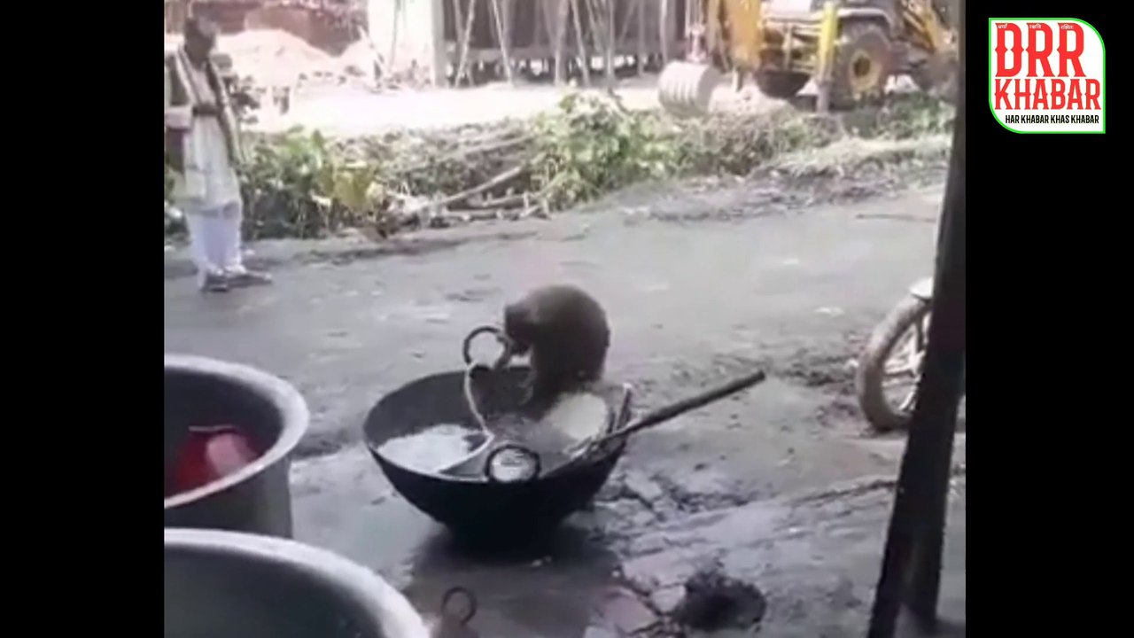 होटल के बाहर इंसानों की तरह बंदर ने धोया बर्तन, काम खत्म करने के बाद हीं खाया । monkey funny video । bartan dhota bandar । monkey washing dishes । bandar bartan dho raha hai । bandar dhota hai bartan । Monkey Viral Video । monkey funny video । monkey funn