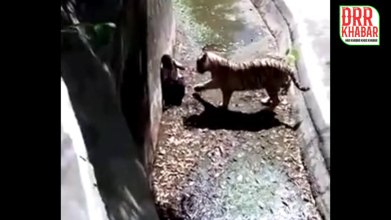 मौत को सामने देख बाघ से हाथ जोड़ जिंदगी की भीख मांगता रहा युवक । tiger attack in india । viral video । tiger attack in india । tiger rescue in india । tiger rescue । tiger attack man । tiger rescue operation । lion rescue in india । tiger attack । tiger a