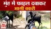 मुंह में फाइल दबाकर भागी बकरी | Got Ran Away Important File with in Mouth Kanpur Video Viral