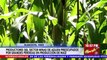 Productores de Minas de Aguán, preocupados por grandes pérdidas en plantaciones de maíz