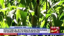 Productores de Minas de Aguán, preocupados por grandes pérdidas en plantaciones de maíz