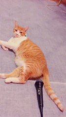 funny cat part 1 | #animals #cat #dailymotion | #funny