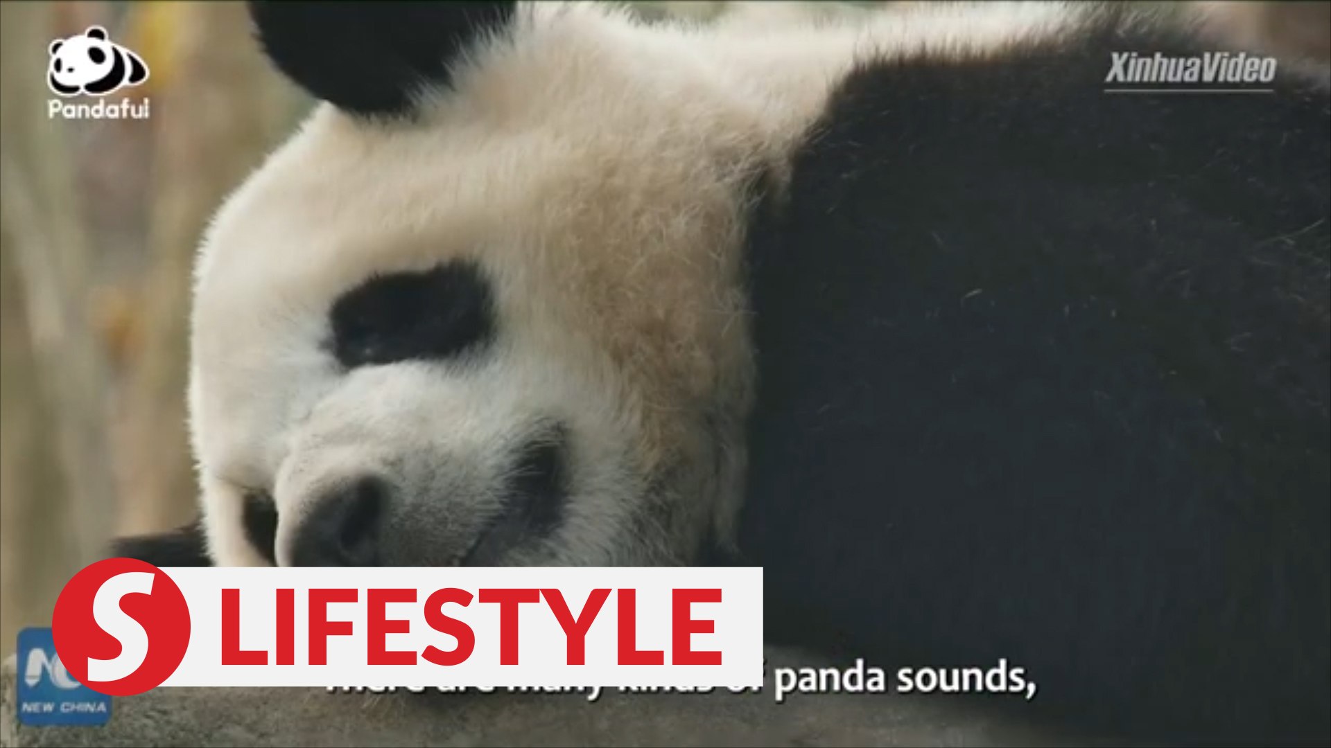 What Does A Baby Panda Sound Like