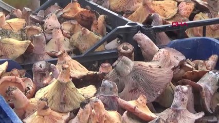 KAZDAĞLARI'NDAKİ KANLICA MANTARI KÖYLÜYE EK GELİR OLDU