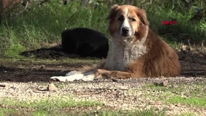 KENT HAYATI MAĞDURU SOKAK HAYVANLARINA KONFORLU BAKIM