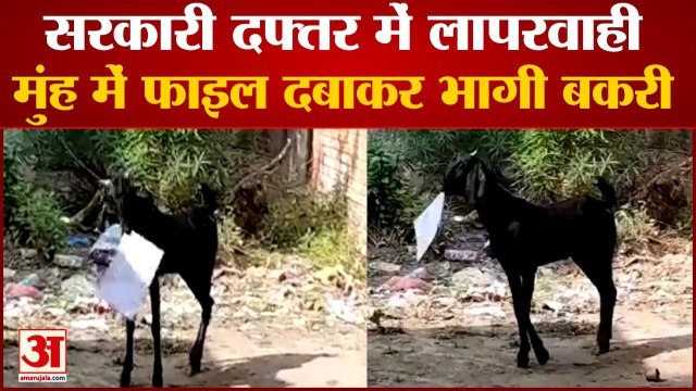 सरकारी दफ्तर से मुंह में फाइल दबाकर भागी बकरी, वीडियो हुआ वायरल