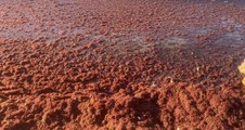 Kadıköy’de sahili yine kırmızı yosun sardı