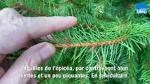 Roland Motte, jardinier : l'épicéa, le traditionnel sapin de Noël
