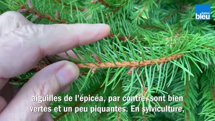 Roland Motte, jardinier : l'épicéa, le traditionnel sapin de Noël