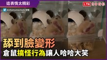 舔到面目猙獰！倉鼠為求出籠大搞怪 畫面引人捧腹大笑