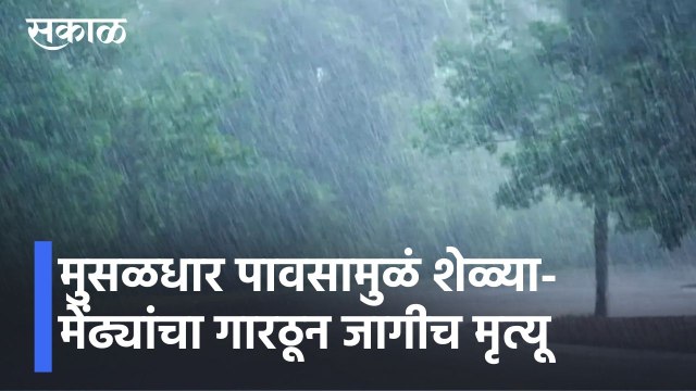 Satara l मुसळधार पावसामुळं 40 शेळ्या-मेंढ्यांचा गारठून जागीच मृत्यू l Satara Rains l Sakal