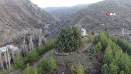 Bin yıllık ardıç ağacı görenleri hayrete düşürüyor
