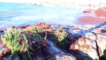 Kadıköy'de sahili yine kırmızı yosun sardı