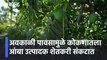 Ratnagiri Rain Updates l अवकाळी पावसामुळे कोकणातला आंबा उत्पादक शेतकरी संकटात l Sakal