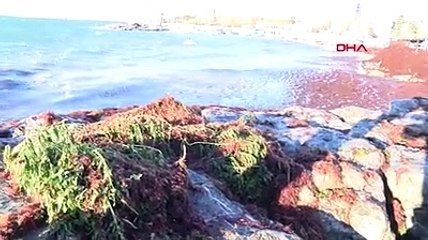 Kadıköy'de sahili yine kırmızı yosun sardı