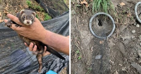 La ville de Toulouse utilise des furets pour se débarrasser des... rats !