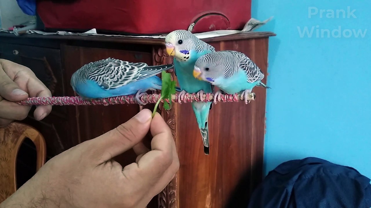 Three beautiful pet birds