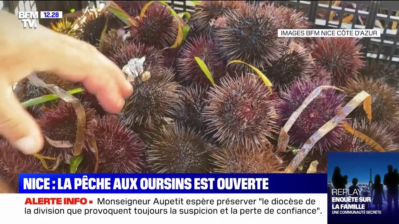 Après un mois de retard, la pêche aux oursins est ouverte à Nice