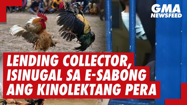 Lending Collector Isinugal Sa E Sabong Ang Kinolektang Pera Gma News Feed Video Dailymotion