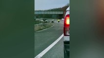 A herd of cows stops traffic on the M62