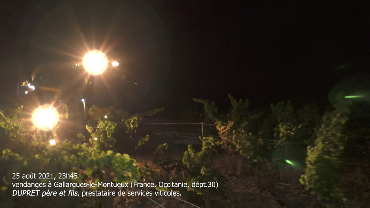 Vendanges de nuit à Gallargues-le-Montueux 25 août 2021 prestataire Dupret et fils