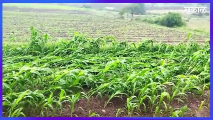 Heavy Raining | पावसामुळे दुष्काळी माण तालुक्यातील बहरलेल्या द्राक्ष बागांचे मोठे नुकसान