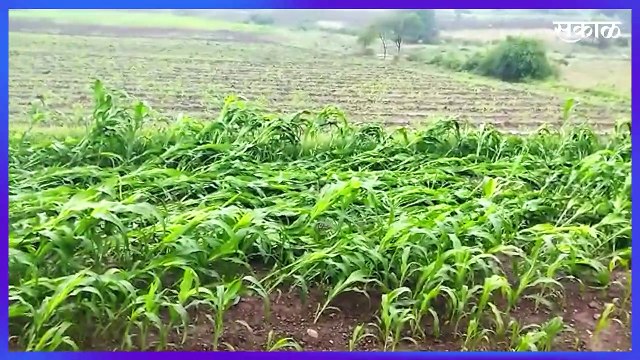 Heavy Raining | पावसामुळे दुष्काळी माण तालुक्यातील बहरलेल्या द्राक्ष बागांचे मोठे नुकसान