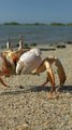 Les homards, les poulpes et les crabes sont des êtres sensibles, reconnaît le Royaume-Uni carré