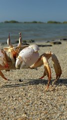 Les homards, les poulpes et les crabes sont des êtres sensibles, reconnaît le Royaume-Uni carré