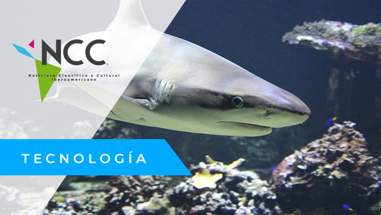 Más de un tercio de todas las especies de tiburón están en peligro de extinción