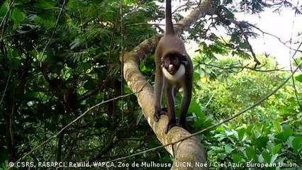 Looking for Miss Waldron's red colobus monkeys