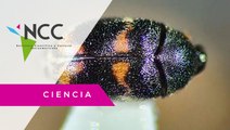 Científica hondureña descubre nueva especie de insecto
