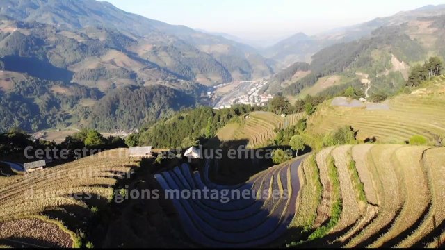 Au Vietnam, le spectacle des rizières en terrasse
