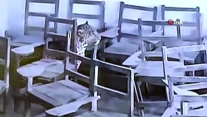 Sınıfa giren leopar öğrenciyi yaraladı