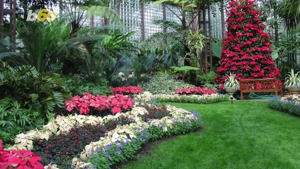 Keep Your Christmas Spirit Alive by Keeping Your Christmas Plants Alive
