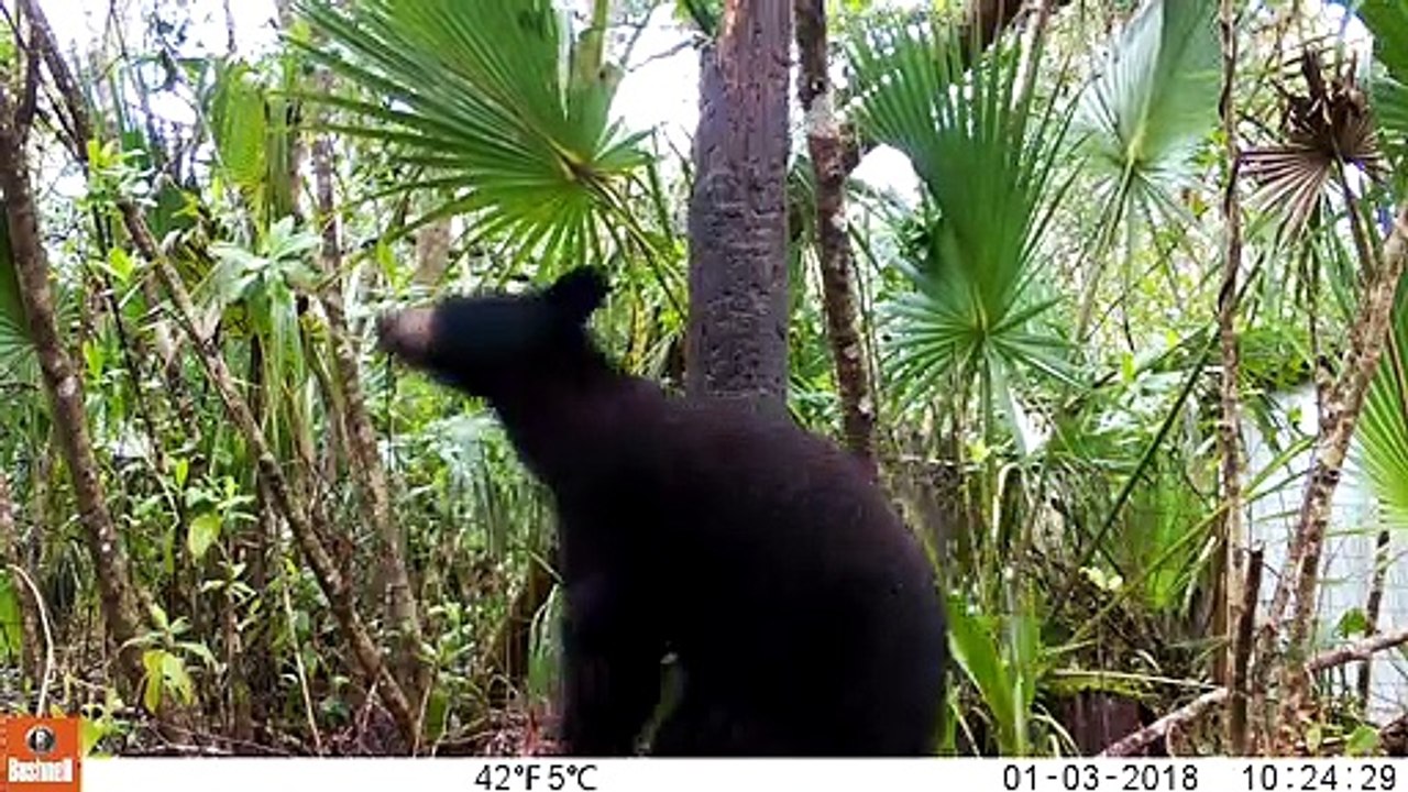 Florida Black Bear Scratching Against Post in Light Rain