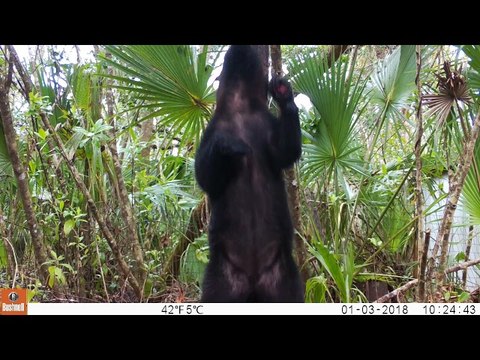Florida Black Bear Scratching Against Post in Light Rain