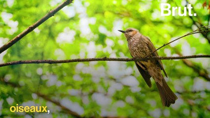 Le mimétisme d'adaptation chez les phasmes