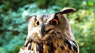 Interesting Owl Facts l Mysterious Owl Facts l I Memory