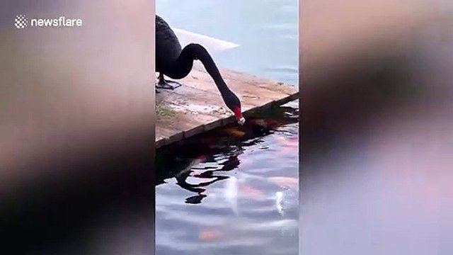 Un cygne vient nourrir les carpes... adorable