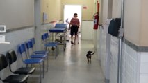 Cão acompanha dono em vacinação em posto de saúde de BH