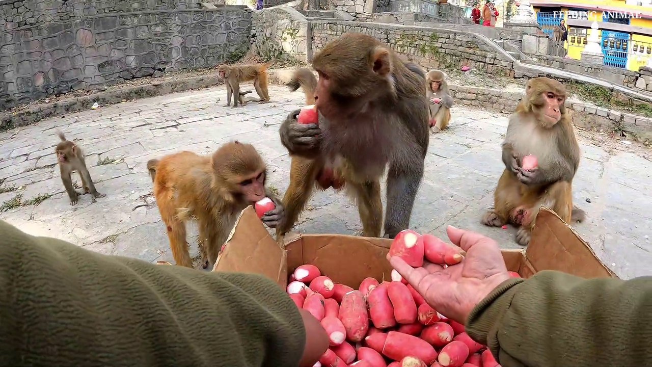 Feeding red radish || monkey love radish