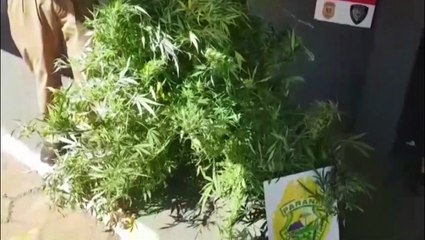 Sargento da PM detalha ocorrência em que pé de maconha foi encontrado