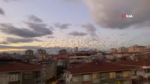 Maltepe'de sığırcık kuşlarının eşsiz dansı görenleri mest etti